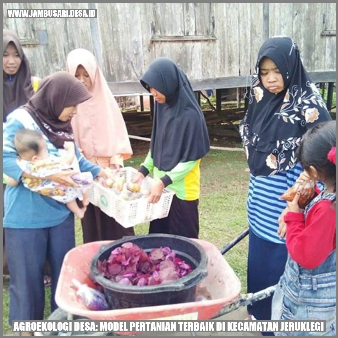 Agroekologi Desa: Model Pertanian Terbaik di Kecamatan Jeruklegi