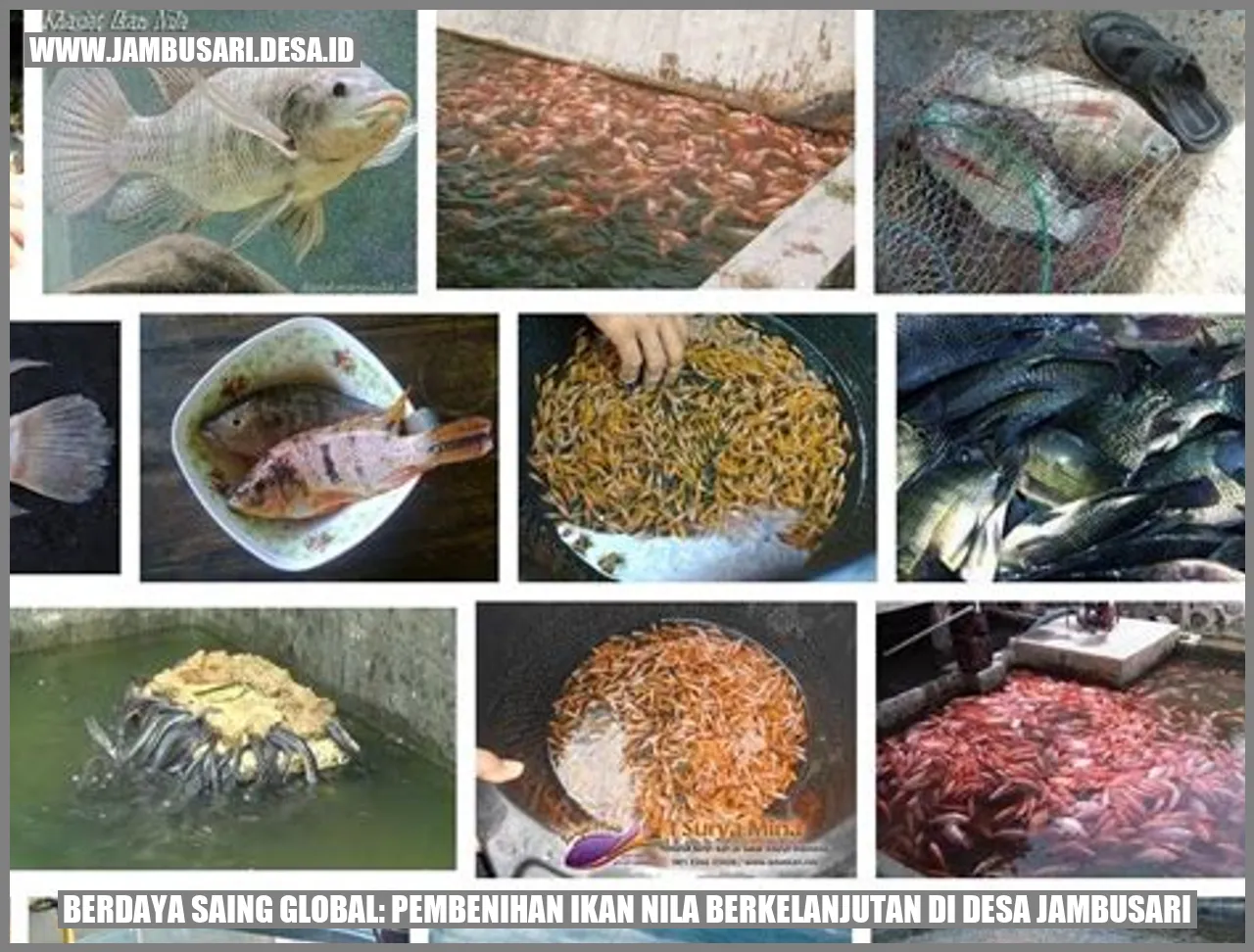 Ikan Nila