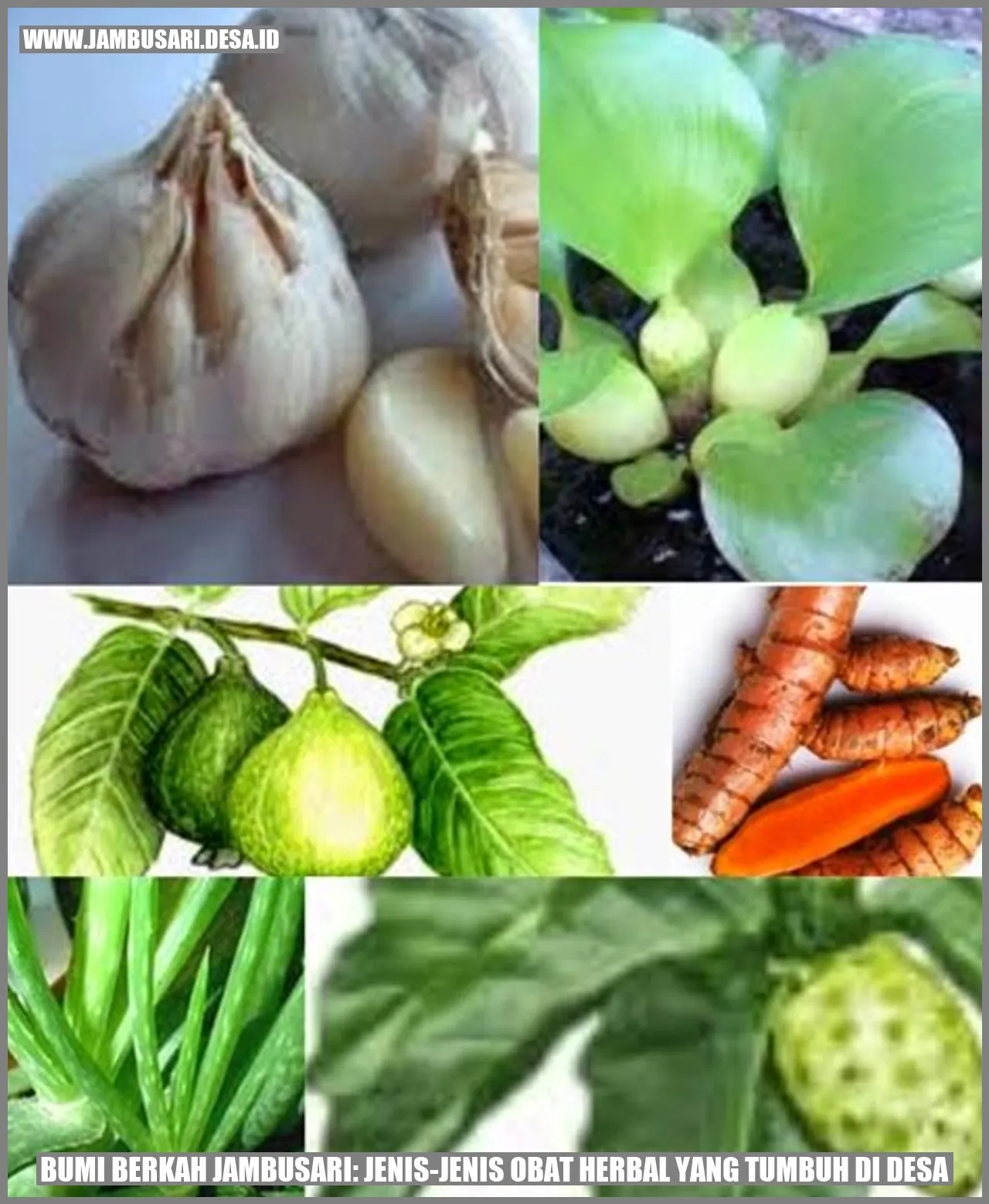 Bumi Berkah Jambusari: Jenis-jenis Obat Herbal yang Tumbuh di Desa