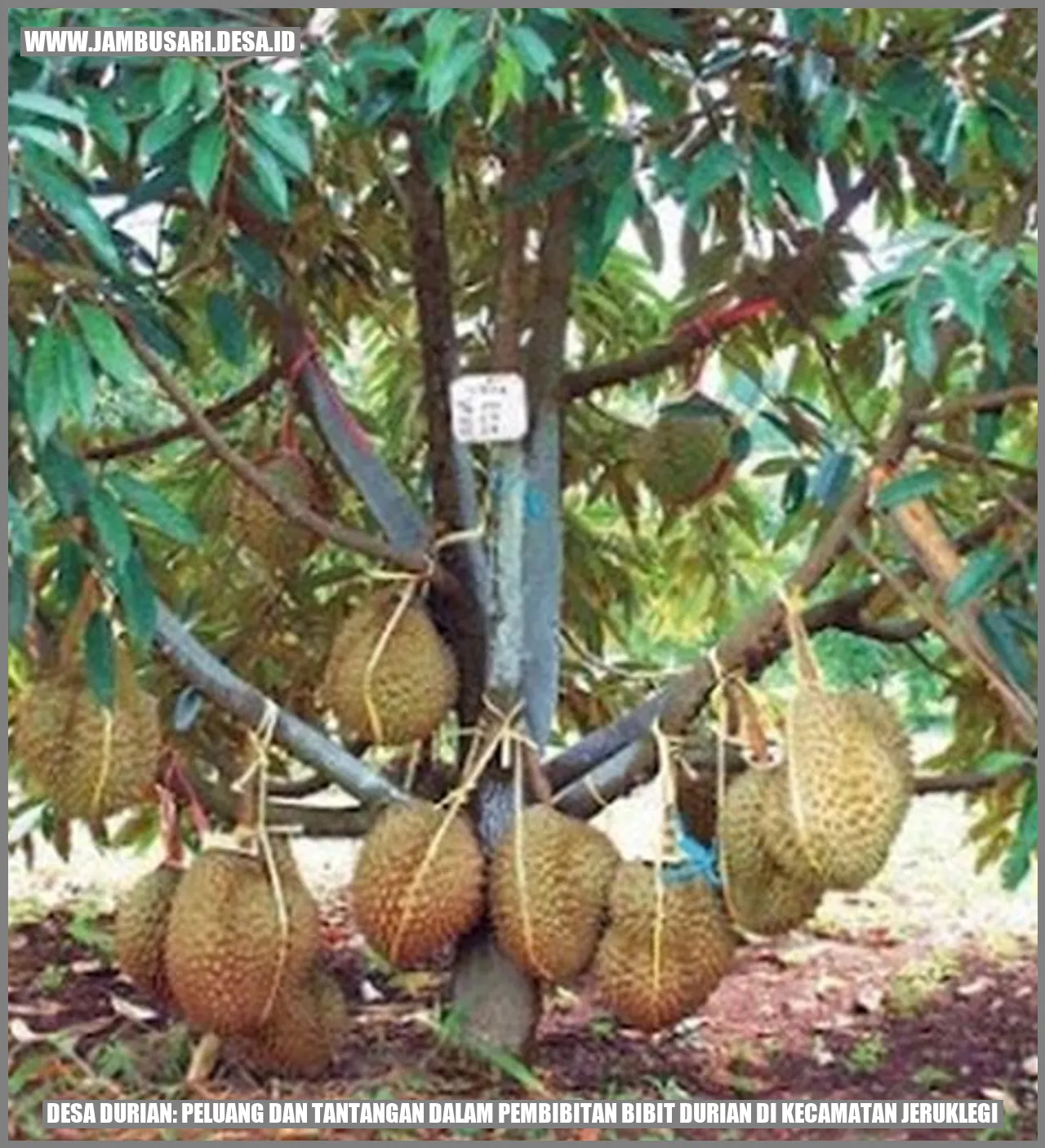 Desa Durian