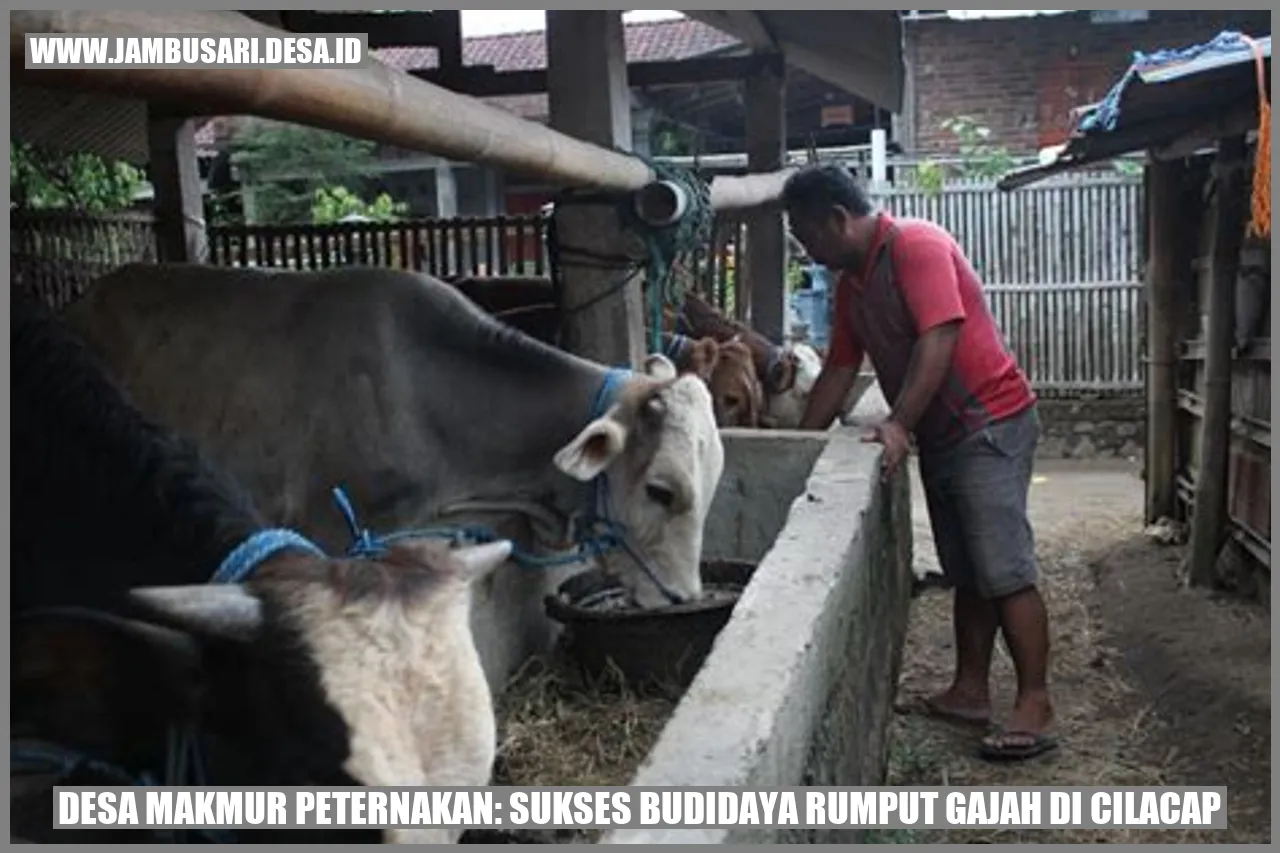 Desa Makmur Peternakan: Sukses Budidaya Rumput Gajah di Cilacap