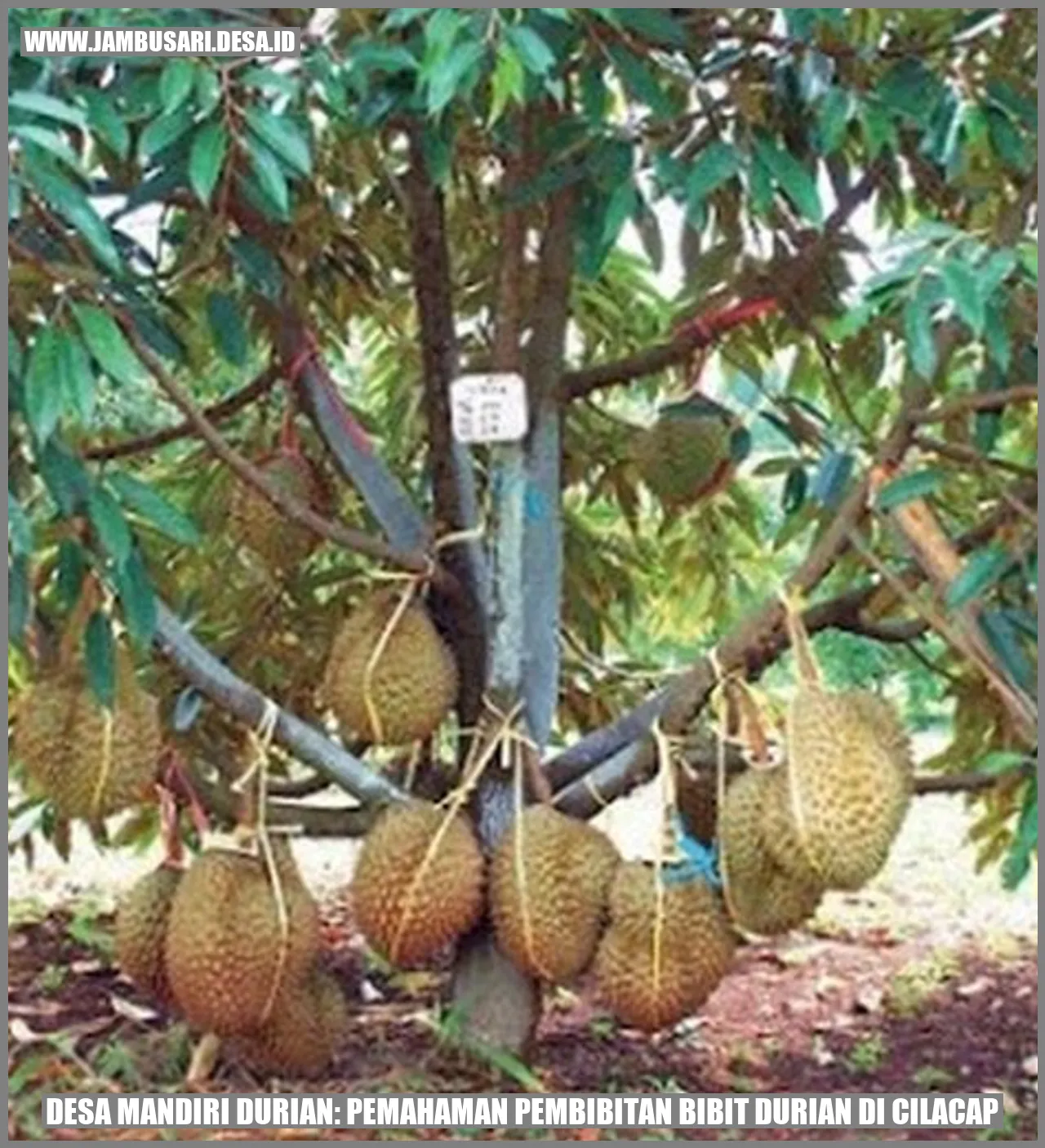 Desa Mandiri Durian: Pemahaman Pembibitan Bibit Durian di Cilacap