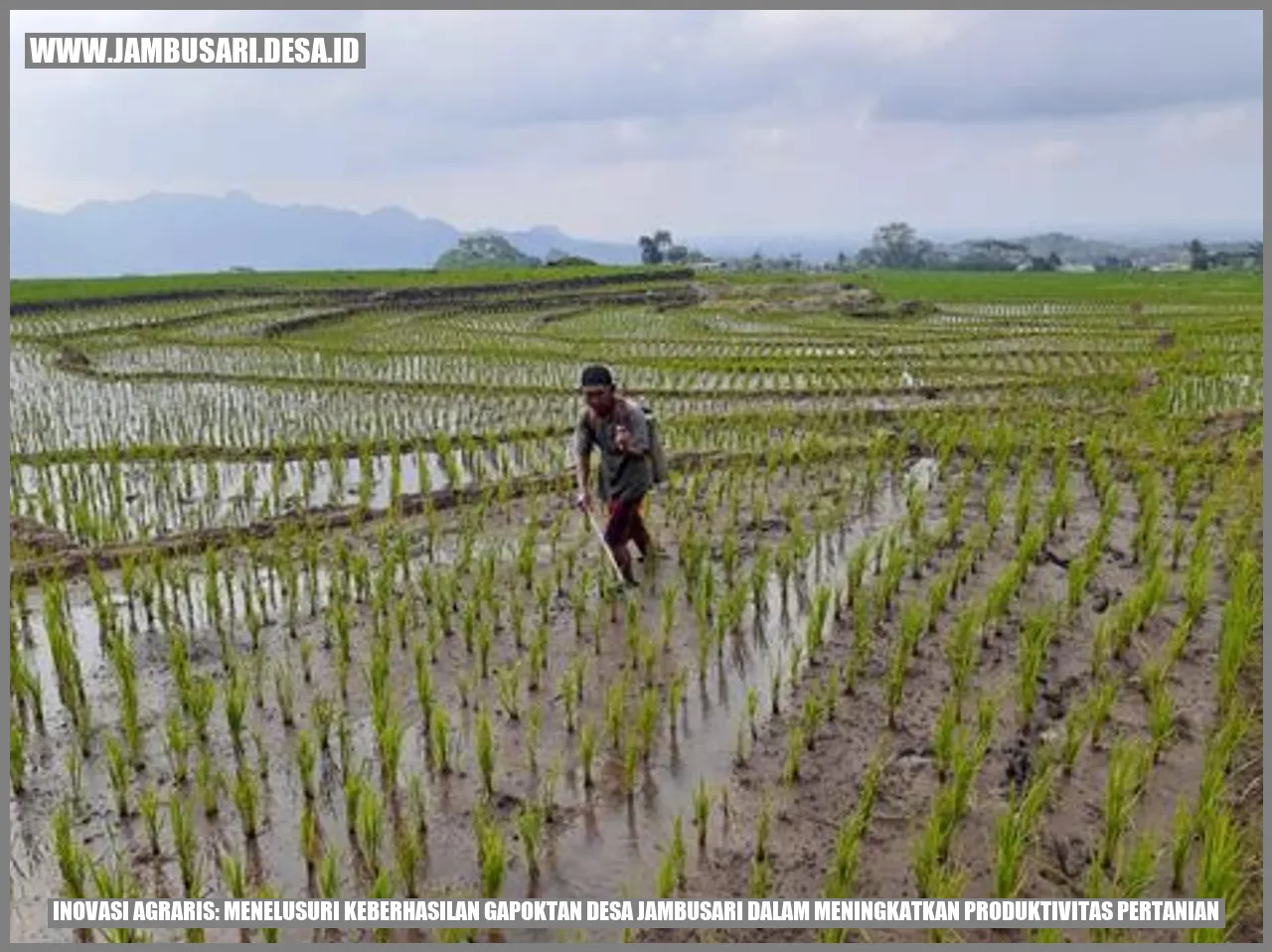 Inovasi Agraris: Menelusuri Keberhasilan Gapoktan Desa Jambusari dalam Meningkatkan Produktivitas Pertanian