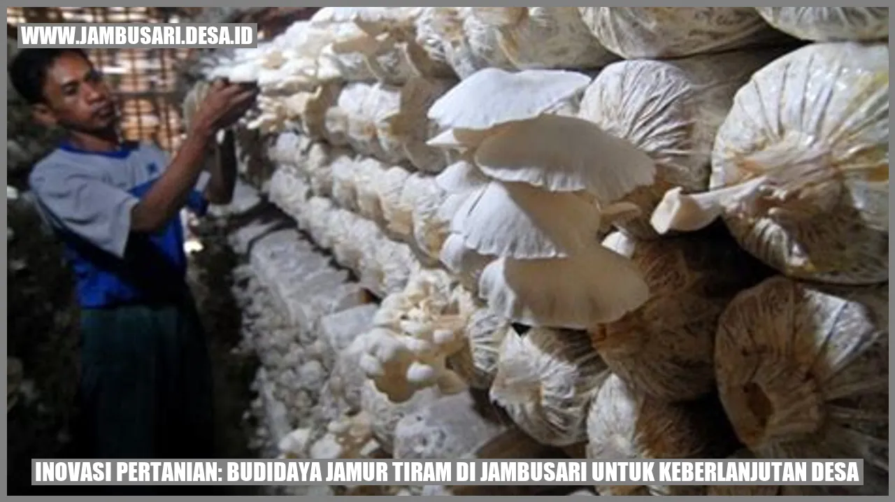 Budidaya Jamur Tiram di Jambusari