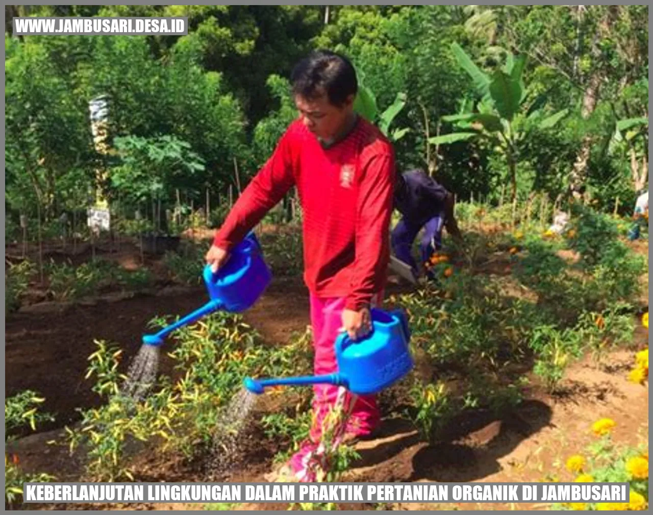Keberlanjutan Lingkungan dalam Praktik Pertanian Organik di Jambusari