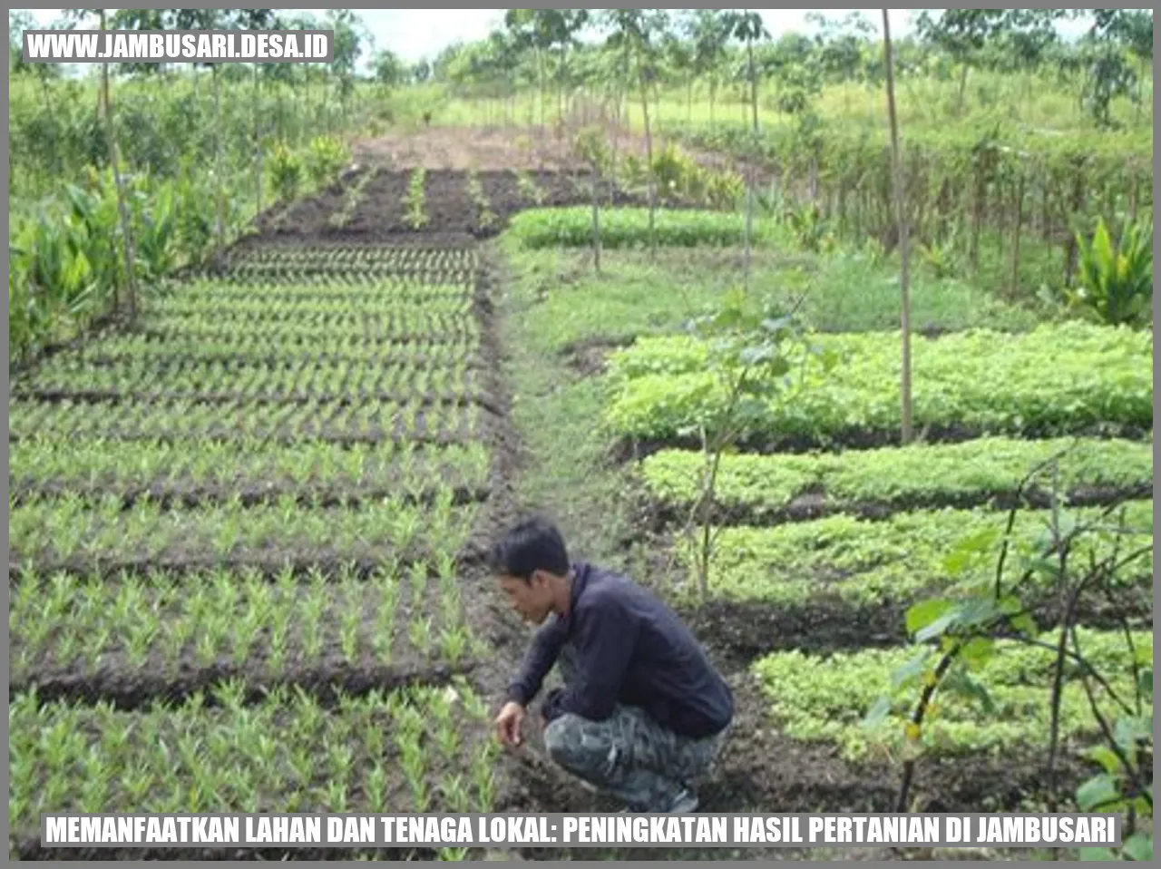 Desa Jambusari