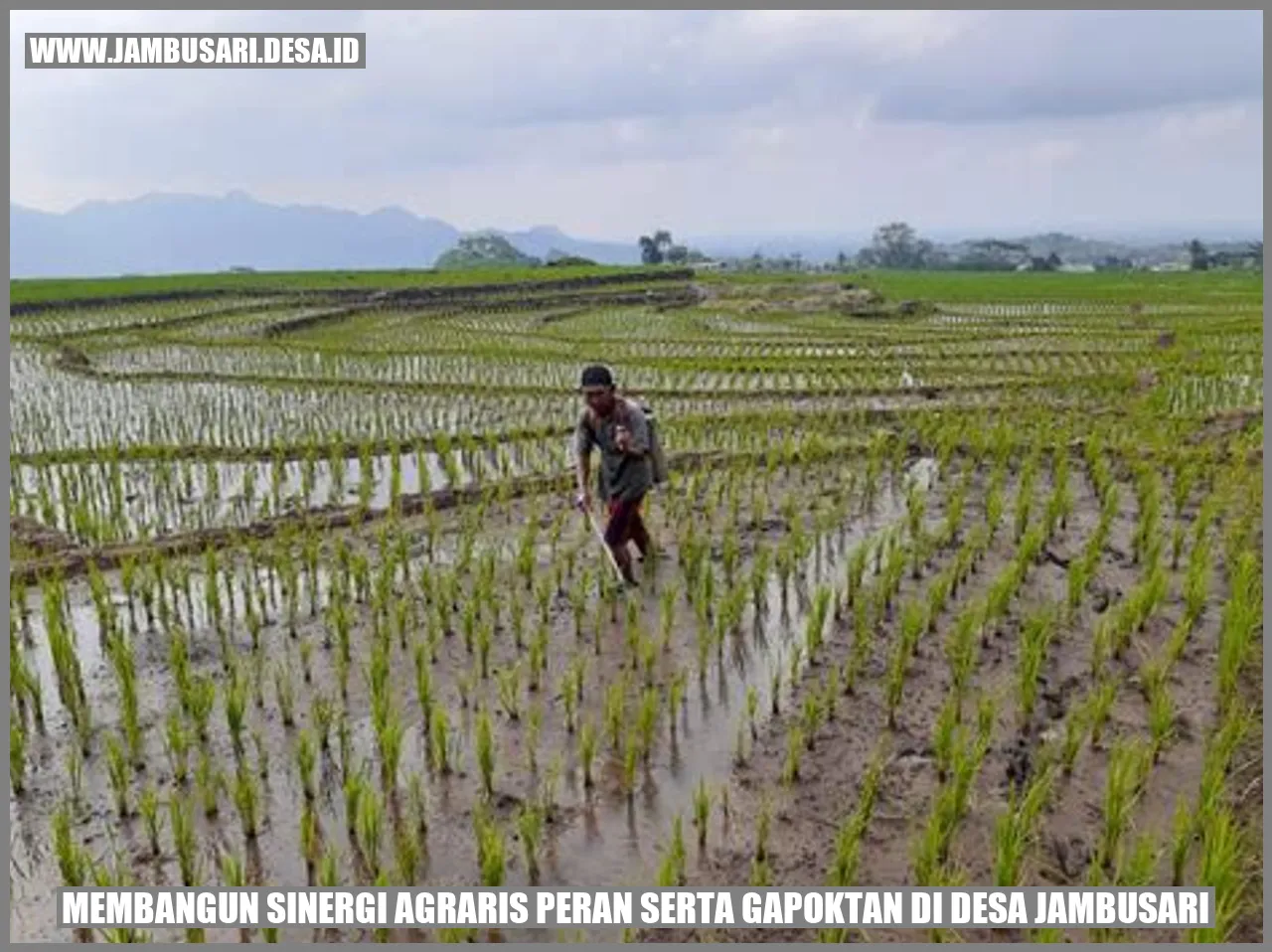 Membangun Sinergi Agraris: Peran Serta Gapoktan di Desa Jambusari
