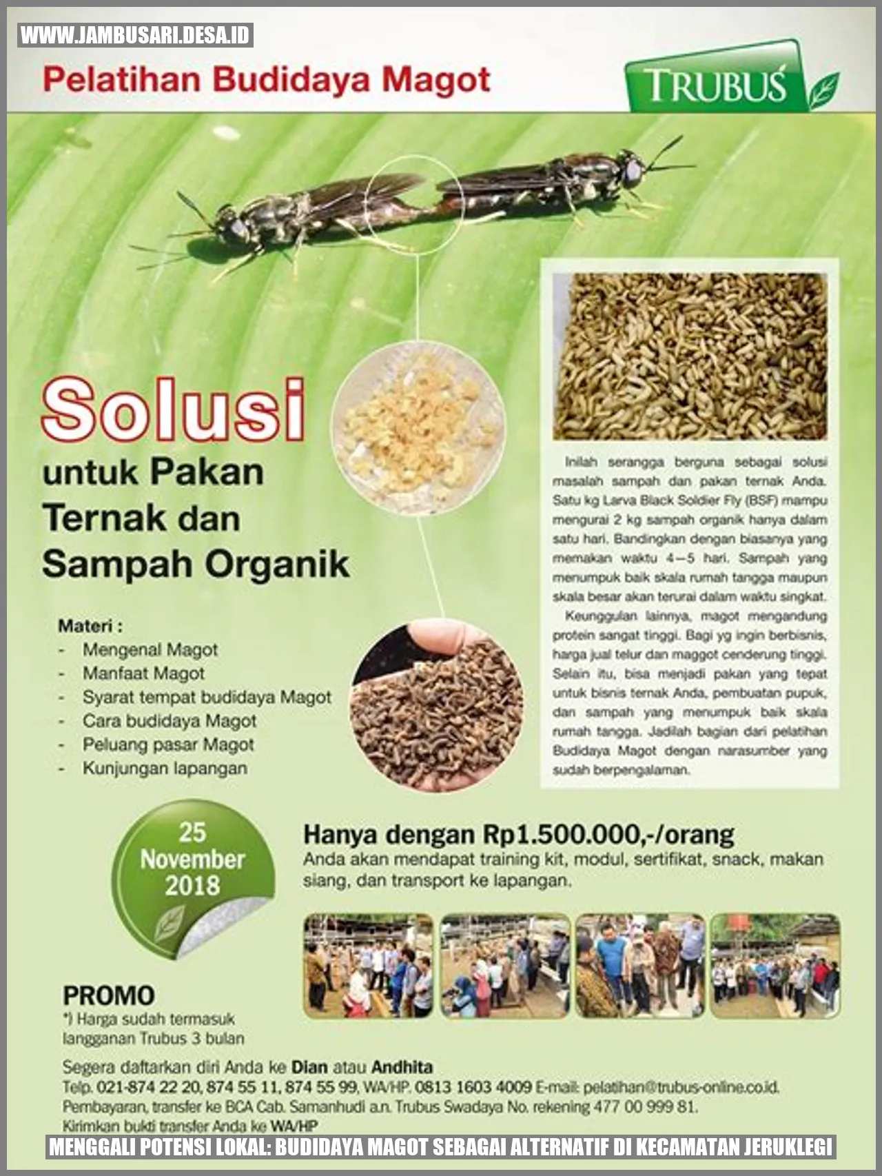 Budidaya Magot