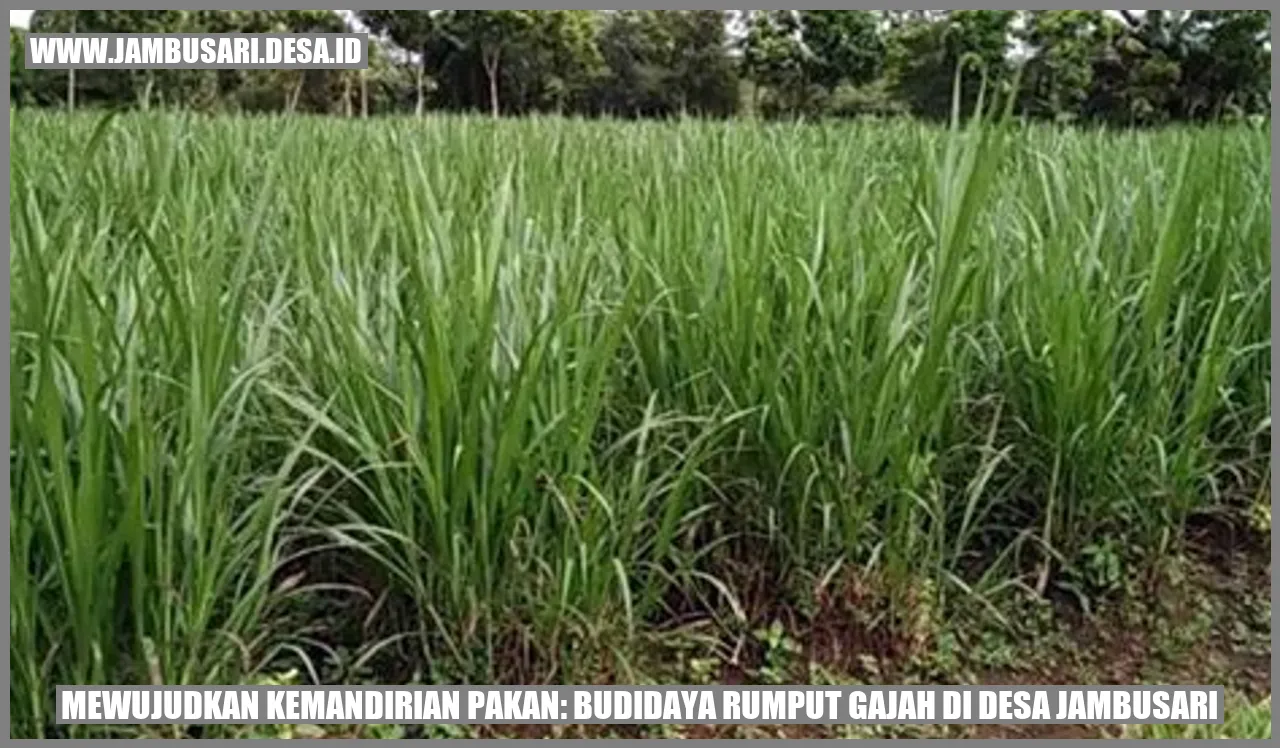 Mewujudkan Kemandirian Pakan: Budidaya Rumput Gajah di Desa Jambusari