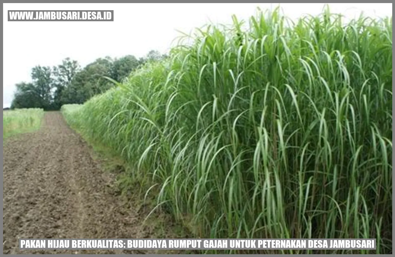 Pakan Hijau Berkualitas: Budidaya Rumput Gajah untuk Peternakan Desa Jambusari